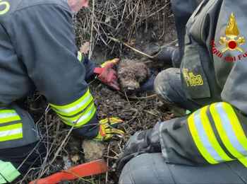 Recupero di un cane a Lunano